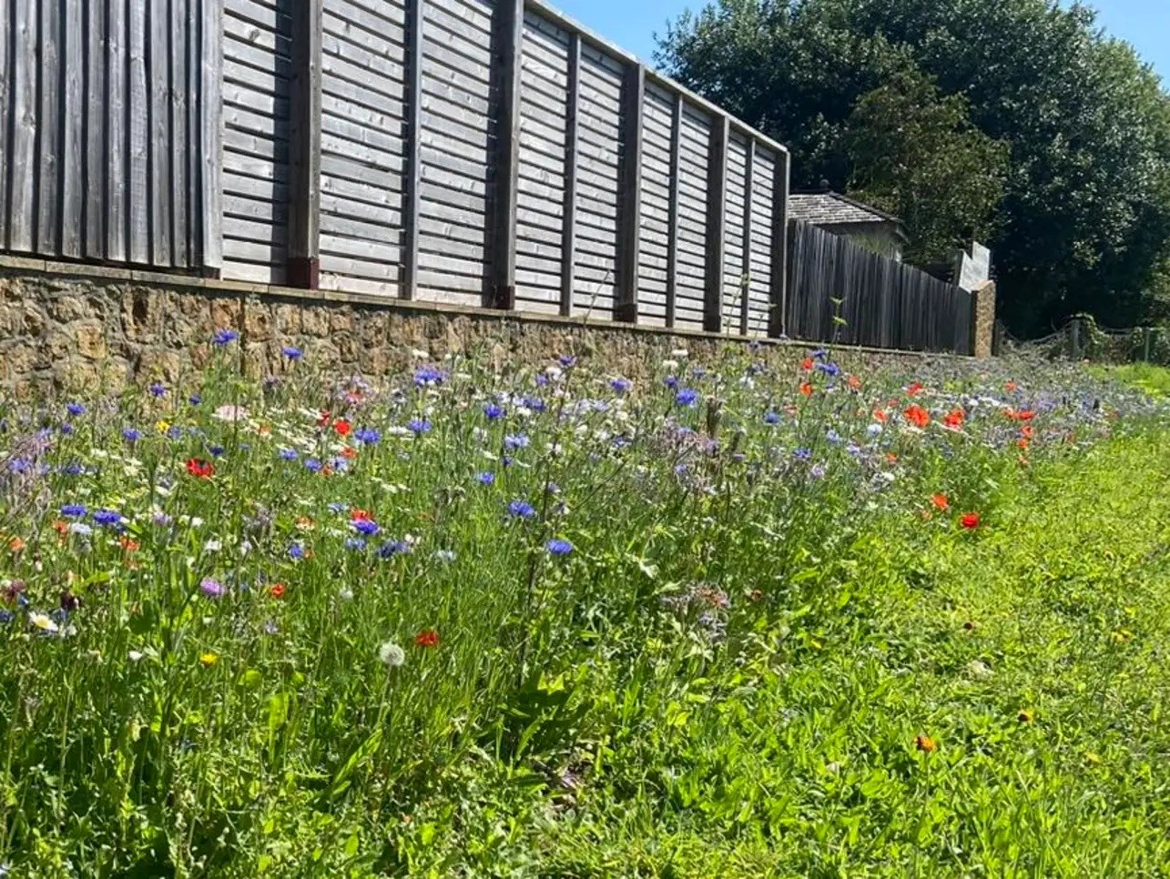 A field of wildflowers next to a stone wall